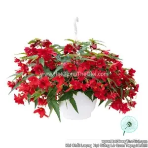 Hạt Giống Hoa Thu Hải Đường Kép Rủ FUNKY Red