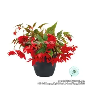 Hạt Giống Hoa Thu Hải Đường Kép Rủ FUNKY Scarlet