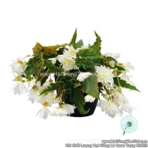 Hạt Giống Hoa Thu Hải Đường Kép Rủ FUNKY White