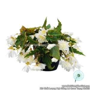 hat giong hoa thu hai duong kep ru funky white