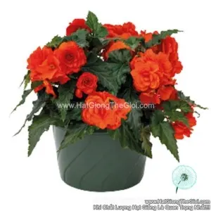 Hạt Giống Hoa Thu Hải Đường Kép Rủ NONSTOP JOY Orange