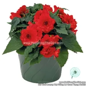 Hạt Giống Hoa Thu Hải Đường Kép Rủ NONSTOP JOY Red