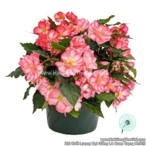 Hạt Giống Hoa Thu Hải Đường Kép Rủ NONSTOP JOY Rose Picotee