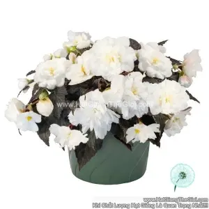Hạt Giống Hoa Thu Hải Đường Kép Rủ NONSTOP JOY White