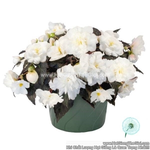 hat giong hoa thu hai duong kep ru nonstop joy white