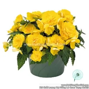 Hạt Giống Hoa Thu Hải Đường Kép Rủ NONSTOP JOY Yellow