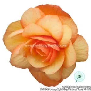 Hạt Giống Hoa Thu Hải Đường Kép Rủ TG238 Apricot Shades