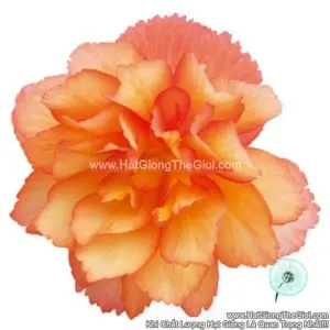 Hạt Giống Hoa Thu Hải Đường Kép Rủ TG238 Golden Picotee