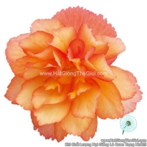 hat giong hoa thu hai duong kep ru tg238 golden picotee