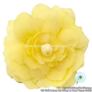 Hạt Giống Hoa Thu Hải Đường Kép Rủ TG238 Lemon