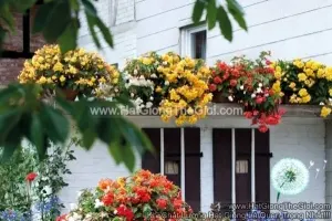 Hạt Giống Hoa Thu Hải Đường Kép Rủ TG238 Mix