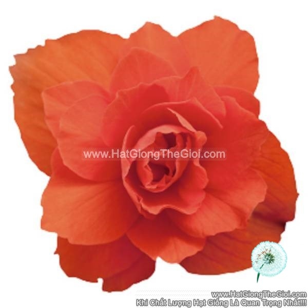hat giong hoa thu hai duong kep ru tg238 orange