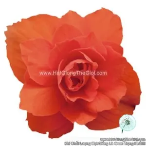 Hạt Giống Hoa Thu Hải Đường Kép Rủ TG238 Orange