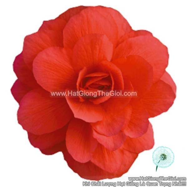 hat giong hoa thu hai duong kep ru tg238 rose