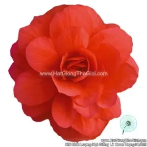 Hạt Giống Hoa Thu Hải Đường Kép Rủ TG238 Rose