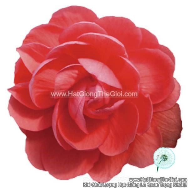 hat giong hoa thu hai duong kep ru tg238 salmon pink