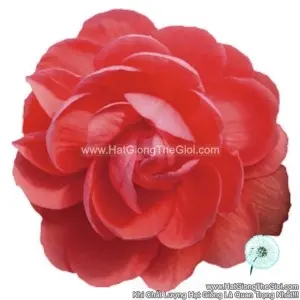 Hạt Giống Hoa Thu Hải Đường Kép Rủ TG238 Salmon Pink