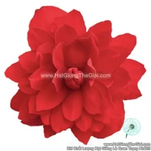 Hạt Giống Hoa Thu Hải Đường Kép Rủ TG238 Scarlet