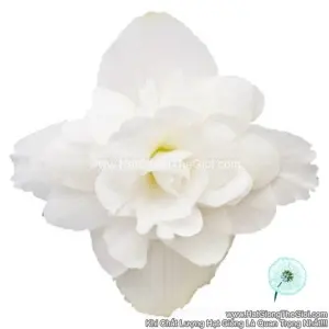 Hạt Giống Hoa Thu Hải Đường Kép Rủ TG238 White