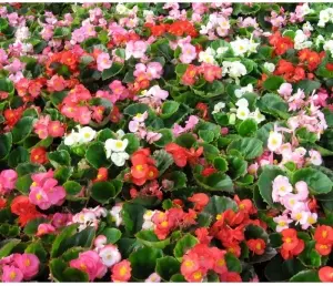 Hạt Giống Hoa Thu Hải Đường Lùn Mix