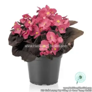 Hạt Giống Hoa Thu Hải Đường NightLife Deep Rose