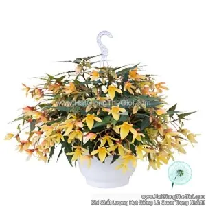 Hạt Giống Hoa Thu Hải Đường Rủ GROOVY Mellow Yellow