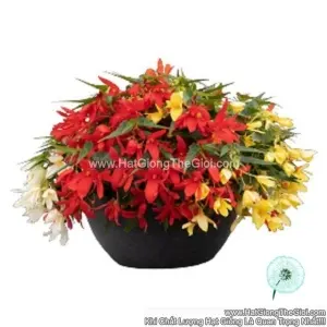 Hạt Giống Hoa Thu Hải Đường Rủ GROOVY Mix
