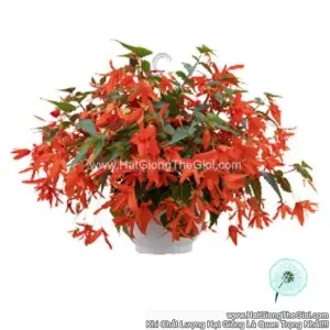 Hạt Giống Hoa Thu Hải Đường Rủ GROOVY Orange