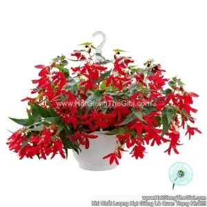 Hạt Giống Hoa Thu Hải Đường Rủ GROOVY Red