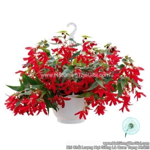 hat giong hoa thu hai duong ru groovy red