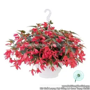 Hạt Giống Hoa Thu Hải Đường Rủ GROOVY Rose