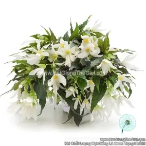 Hạt Giống Hoa Thu Hải Đường Rủ GROOVY White