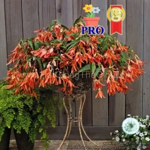 Hạt Giống Hoa Thu Hải Đường Rủ Santa Hồng F1Pro