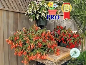 Hạt Giống Hoa Thu Hải Đường Rủ Santa Mix F1Pro