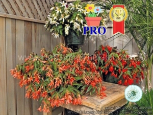 hat giong hoa thu hai duong ru santa mix f1pro