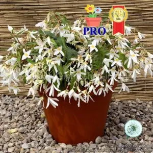 Hạt Giống Hoa Thu Hải Đường Rủ Santa Trắng F1Pro