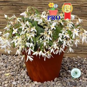 hat giong hoa thu hai duong ru santa trang f1pro