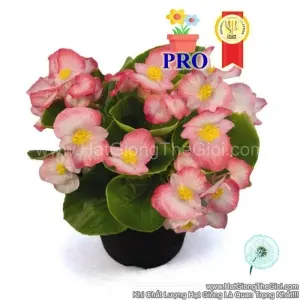 Hạt Giống Hoa Thu Hải Đường SprintPlus Blush Hồng
