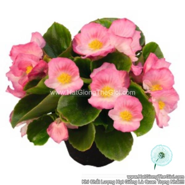 hat giong hoa thu hai duong sprintplus hong pink