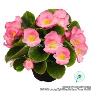 hat giong hoa thu hai duong sprintplus hong pink