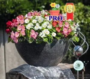 Hạt Giống Hoa Thu Hải Đường SprintPlus Mix