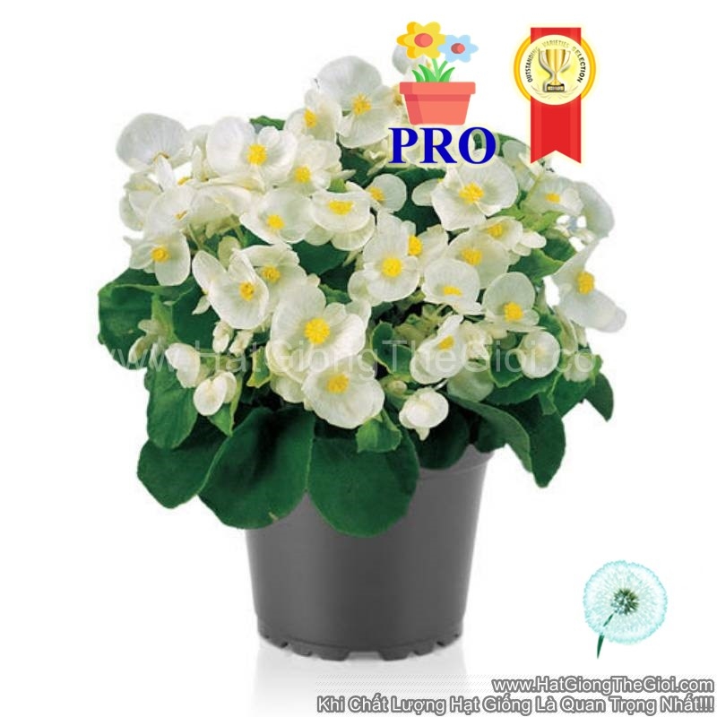 hat giong hoa thu hai duong sprintplus trang