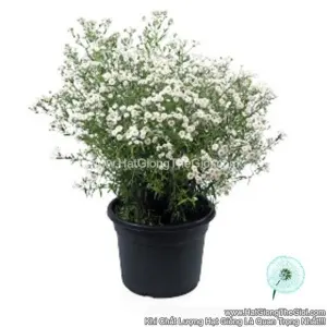 Hạt Giống Hoa Thục Quỳ Trắng