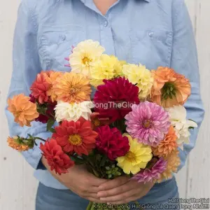 Hạt Giống Hoa Thược Dược Bông Đại Mix