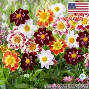 Hạt Giống Thược Dược Kim Cương - Mix Màu (Dahlia)