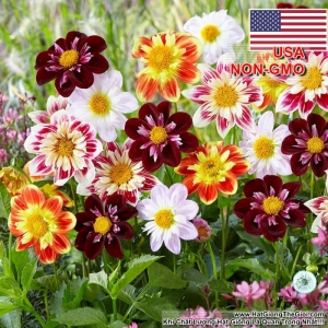 hat giong thuoc duoc kim cuong   mix mau  dahlia