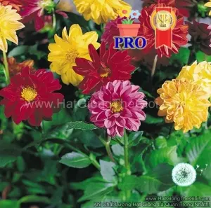 Hạt Giống Hoa Thược Dược LÙN F1Pro Mix TG133