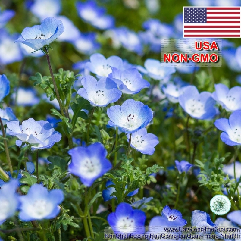 hat giong hoa tinh yeu   baby blue  nemophila