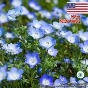 Hạt Giống Hoa Tình Yêu - BABY BLUE (Nemophila)