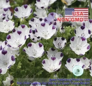 Hạt Giống Hoa Tình Yêu - FiveSpot (Nemophila maculata)
